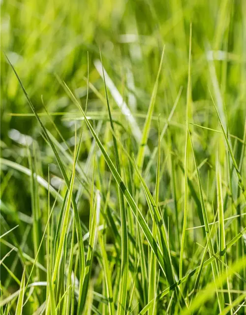 Carex muskingumensis 'Silberstreif'