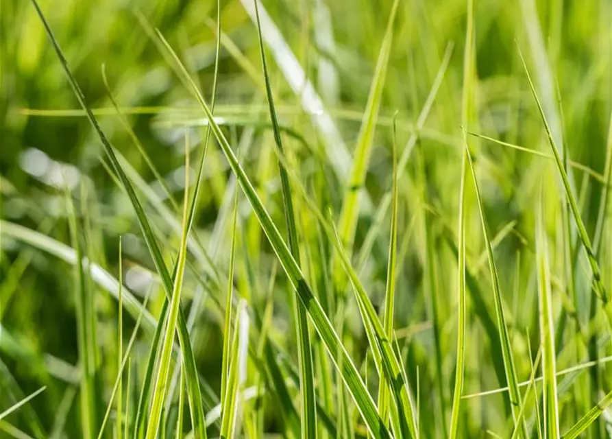 Carex muskingumensis 'Silberstreif'