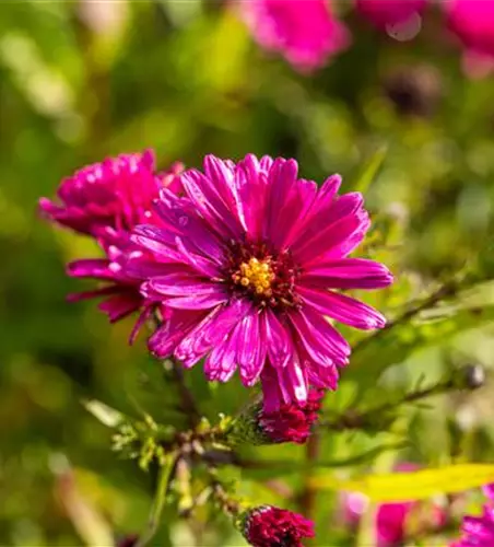 Garten-Glattblatt-Aster 'Royal Ruby'