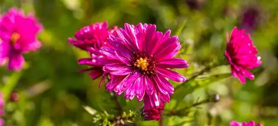 Garten-Glattblatt-Aster 'Royal Ruby'