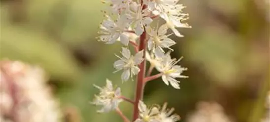 Amerikanische Schaumblüte