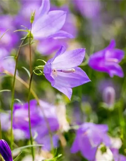 Campanula rotundifolia