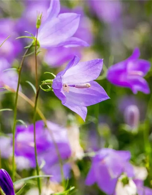 Campanula rotundifolia