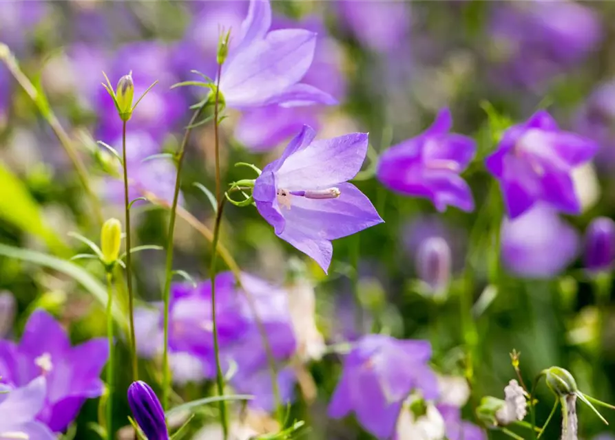 Campanula rotundifolia