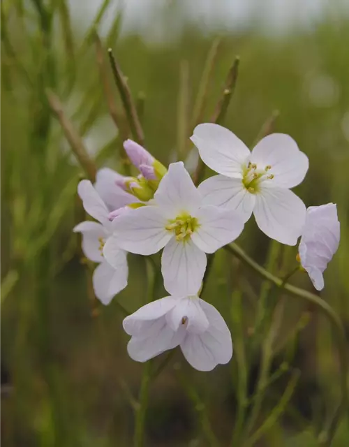 Cardamine pratensis