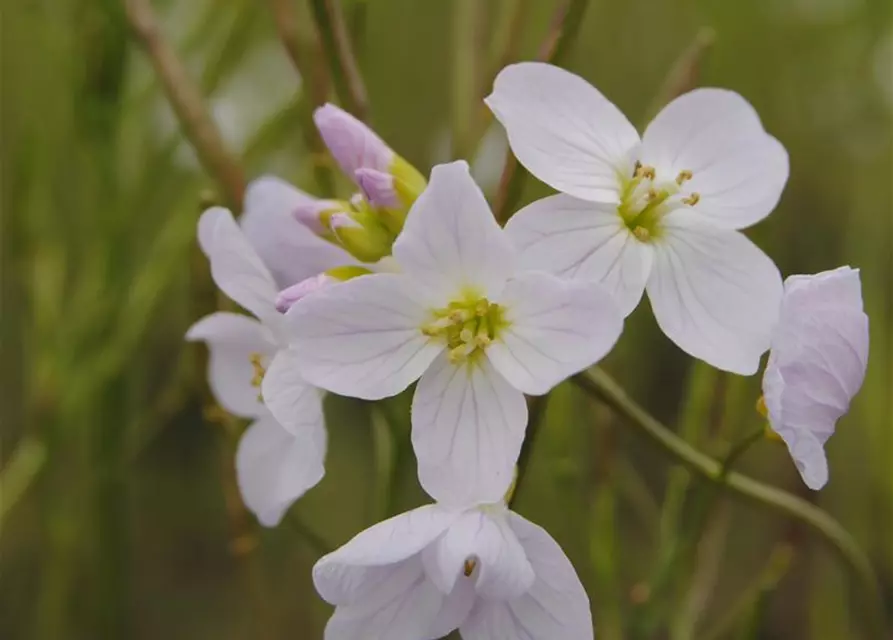 Cardamine pratensis