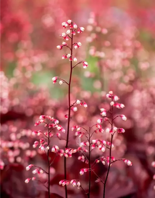 Garten-Silberglöckchen