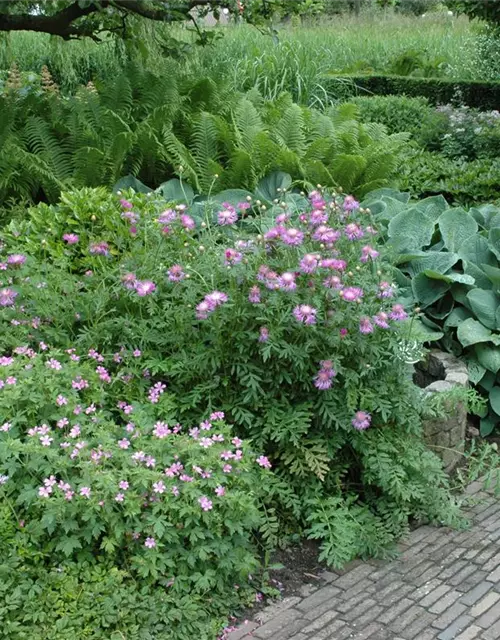 Centaurea pulcherrima