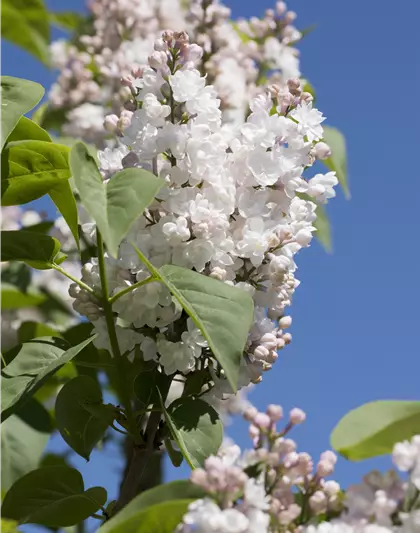 Syringa vulg.'Beauty of Moscow'