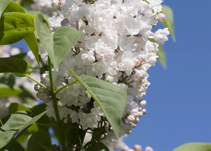 Syringa vulg.'Beauty of Moscow'