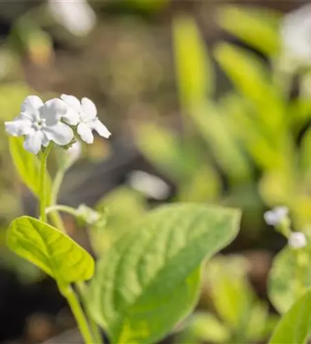 Garten-Frühlings-Gedenkemein 'Alba'