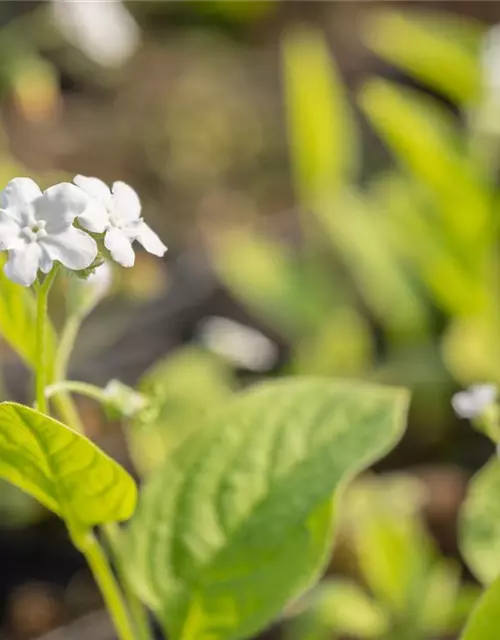 Garten-Frühlings-Gedenkemein 'Alba'