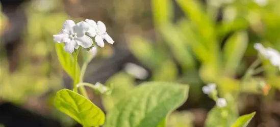 Garten-Frühlings-Gedenkemein 'Alba'