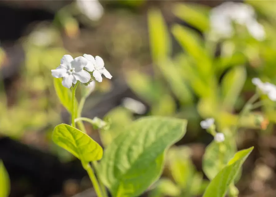 Garten-Frühlings-Gedenkemein 'Alba'