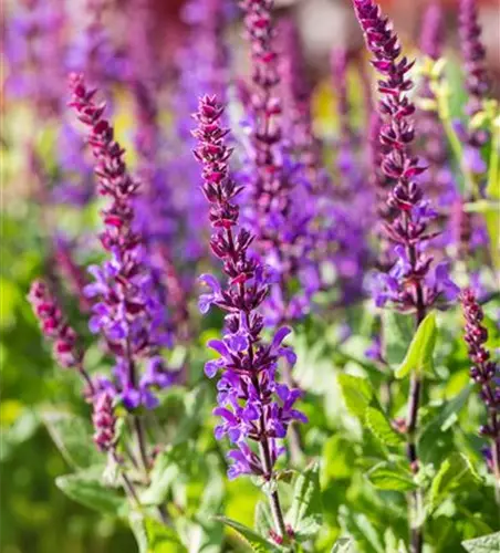 Garten-Blüten-Salbei 'Blaukönigin'