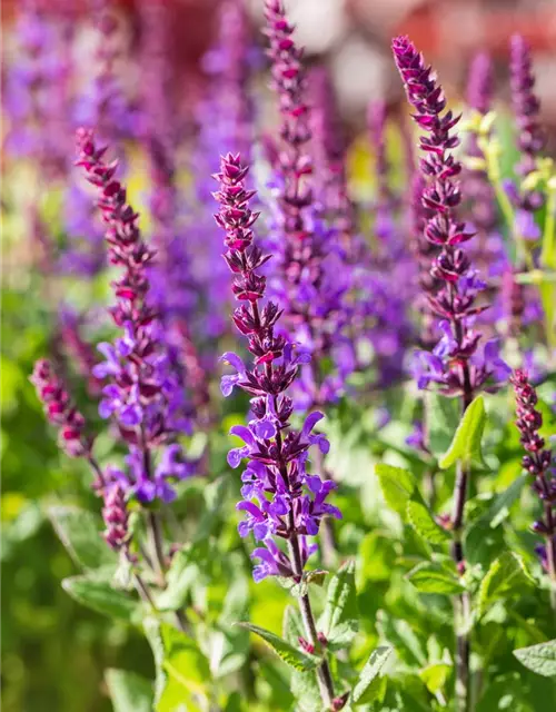 Garten-Blüten-Salbei 'Blaukönigin'