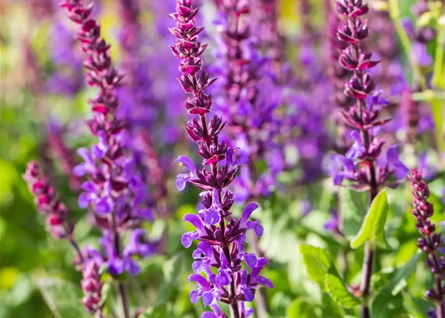 Garten-Blüten-Salbei 'Blaukönigin'