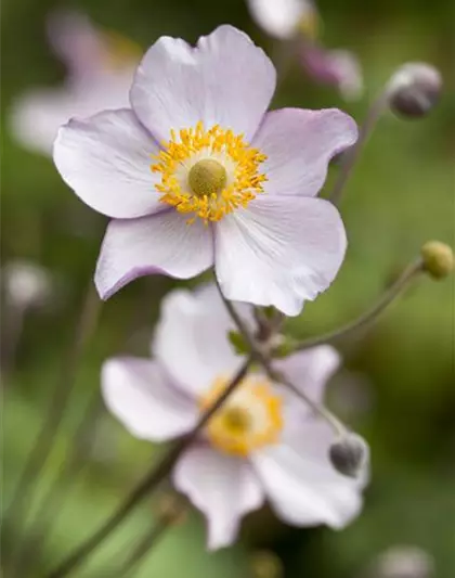 Garten-Herbst-Anemone 'Prinz Heinrich'