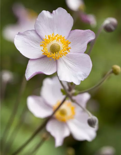 Garten-Herbst-Anemone 'Prinz Heinrich'