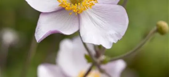 Garten-Herbst-Anemone 'Prinz Heinrich'