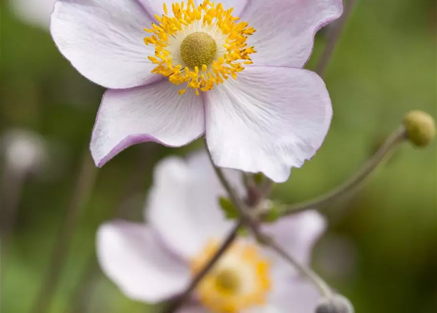 Garten-Herbst-Anemone 'Prinz Heinrich'