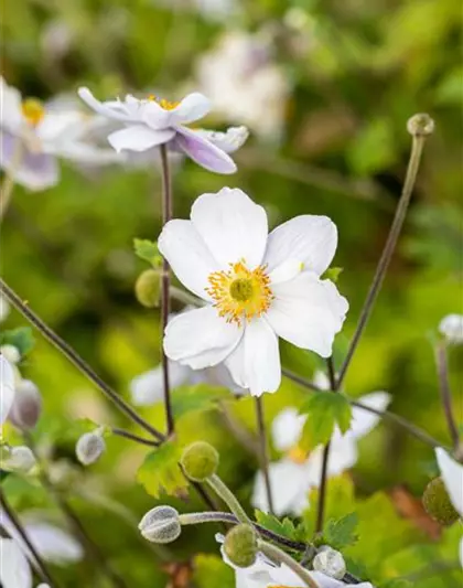 Garten-Herbst-Anemone 'Whirlwind'