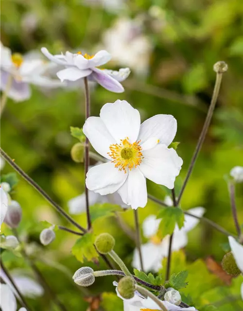 Garten-Herbst-Anemone 'Whirlwind'