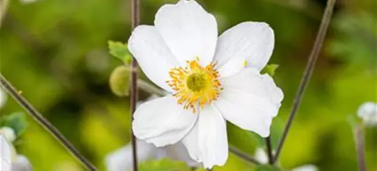 Garten-Herbst-Anemone 'Whirlwind'