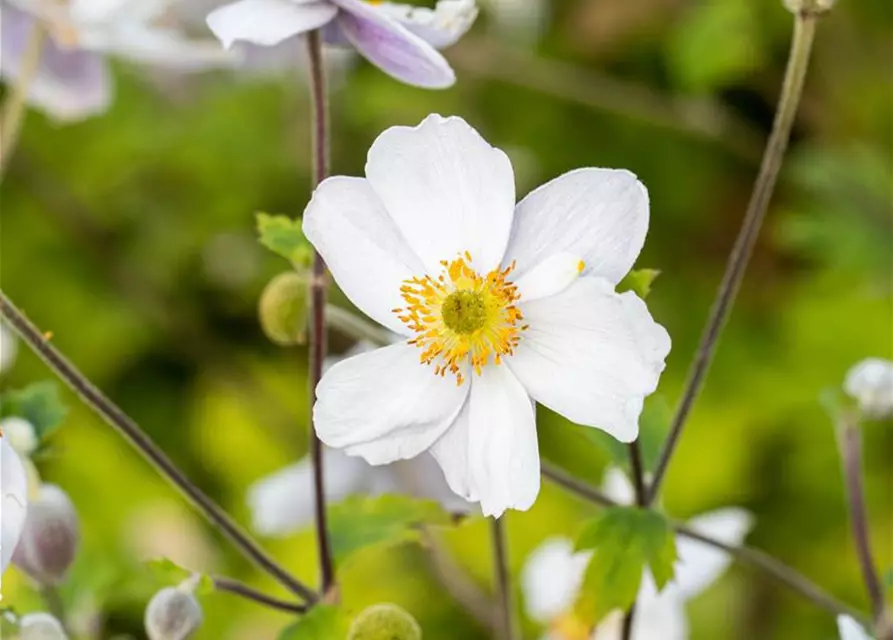 Garten-Herbst-Anemone 'Whirlwind'