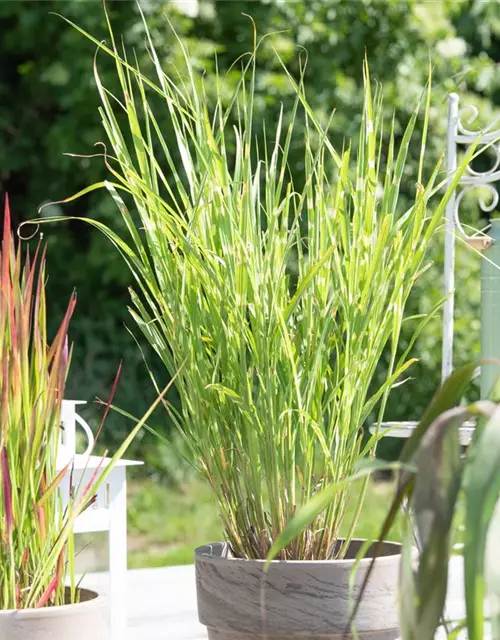 Miscanthus sinensis 'Strictus'