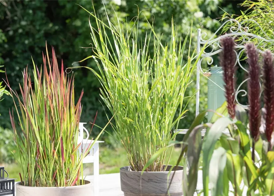 Miscanthus sinensis 'Strictus'