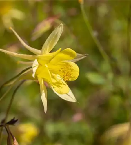 Langspornige Garten-Akelei 'Maxistar'