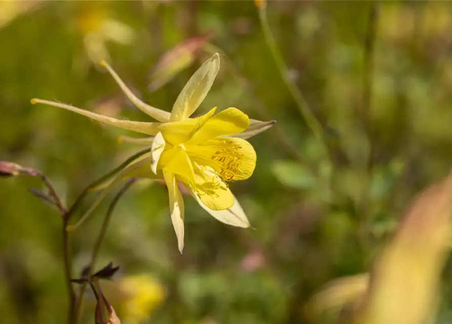 Langspornige Garten-Akelei 'Maxistar'