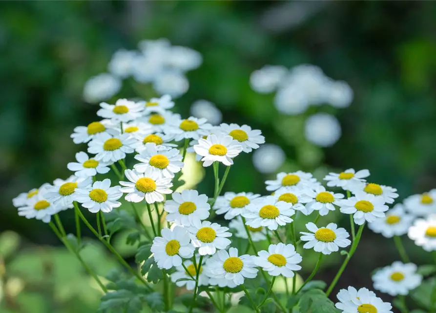 Grönlandmargerite