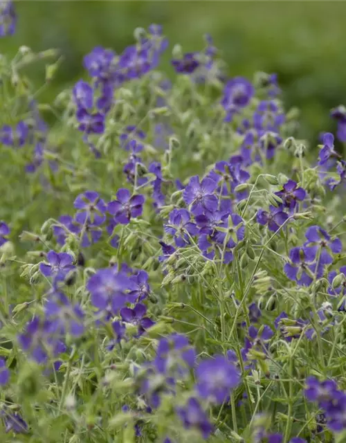 Geranium phaeum 'Lily Lovell'