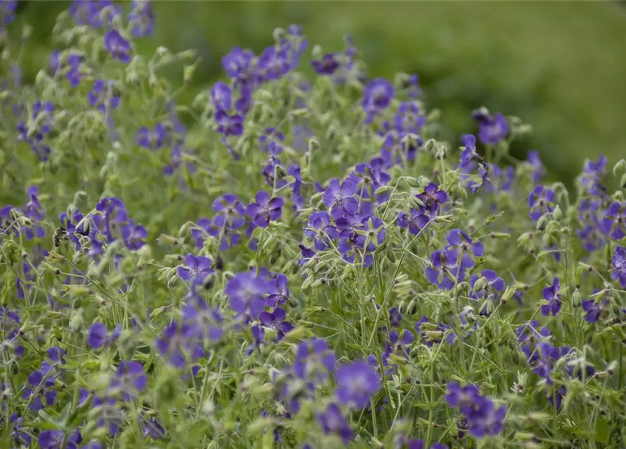 Geranium phaeum 'Lily Lovell'