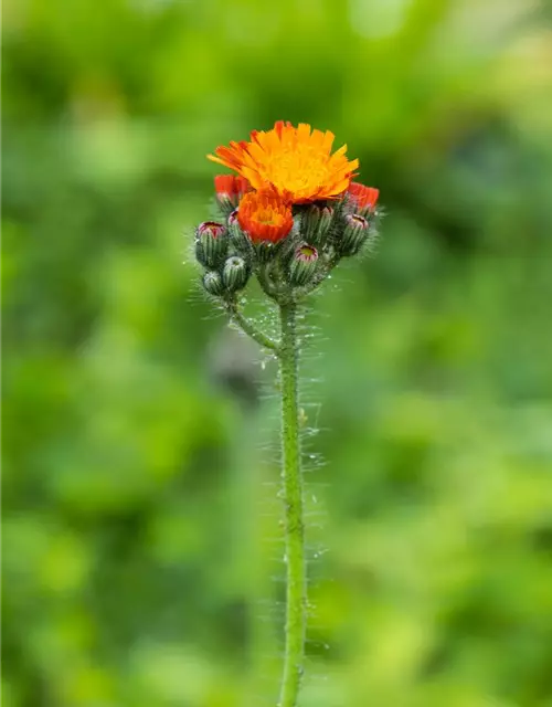 Hieracium aurantiacum