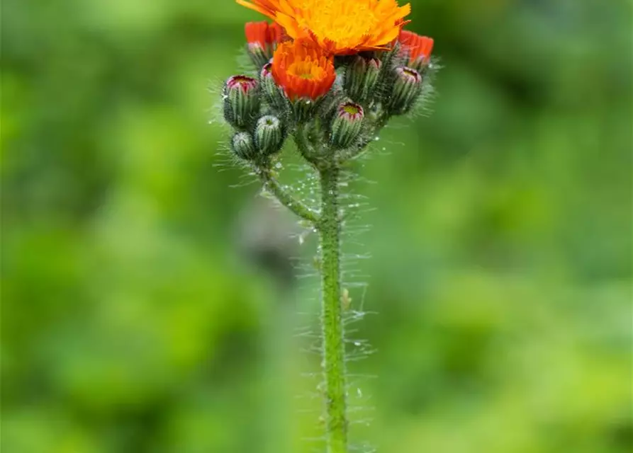 Hieracium aurantiacum