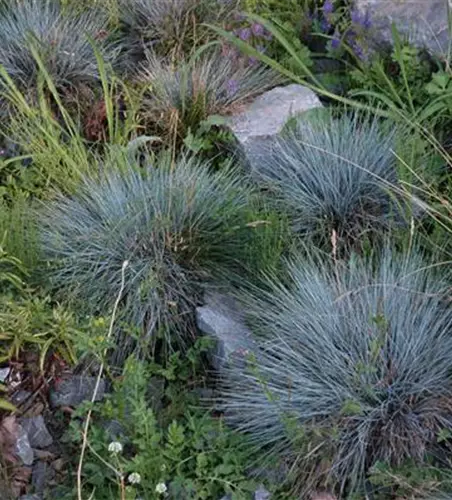 Kleiner Garten-Blau-Schwingel 'Glaucantha'