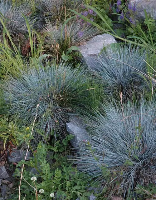 Kleiner Garten-Blau-Schwingel 'Glaucantha'