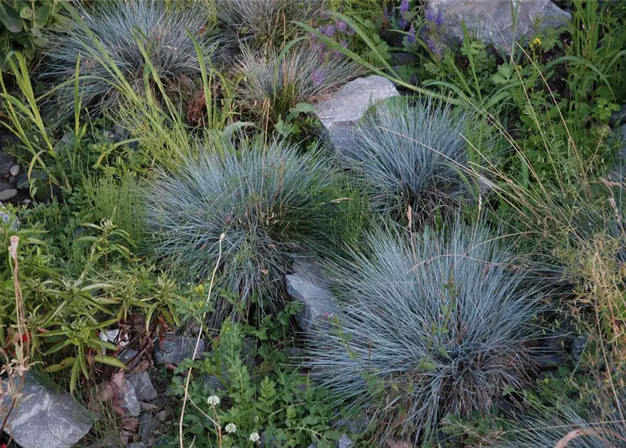 Kleiner Garten-Blau-Schwingel 'Glaucantha'