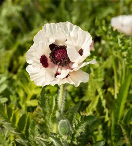 Orientalischer Mohn