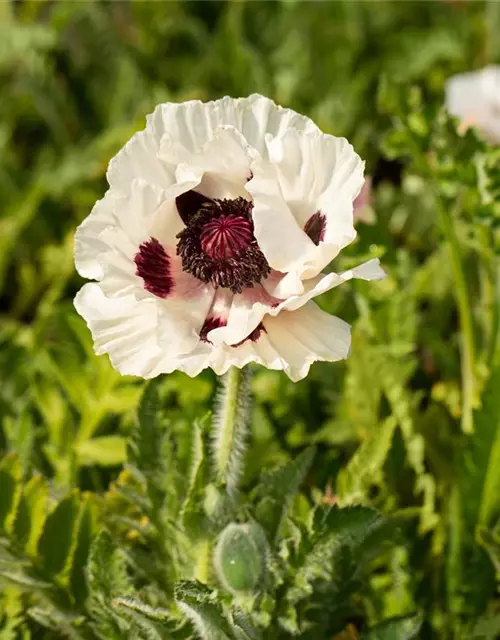 Orientalischer Mohn