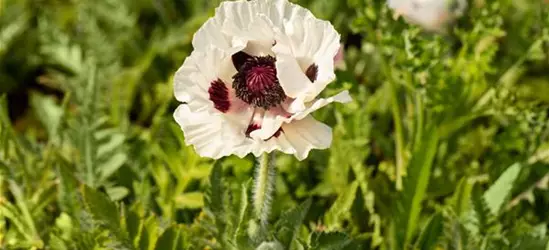 Orientalischer Mohn