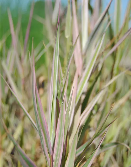 Glyceria maxima 'Variegata'