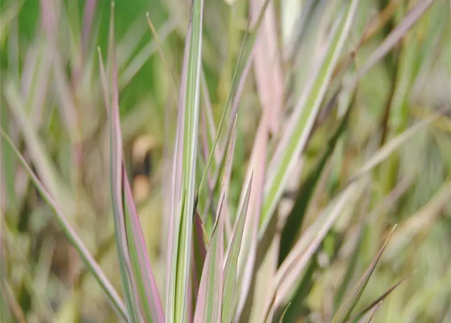 Glyceria maxima 'Variegata'