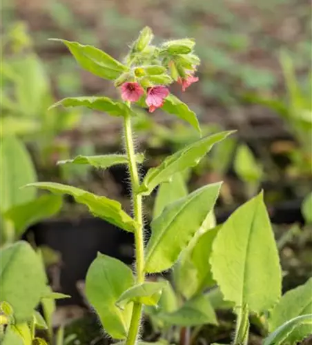 Rotblühendes Garten-Lungenkraut 'Redstart'