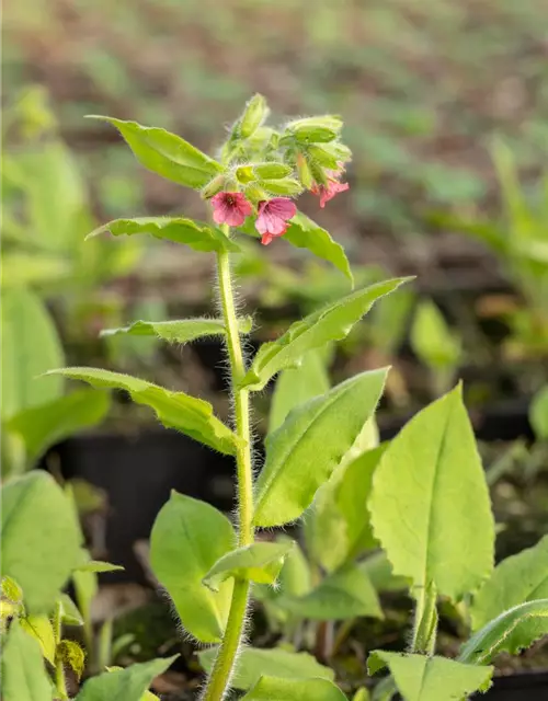 Rotblühendes Garten-Lungenkraut 'Redstart'