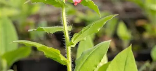 Rotblühendes Garten-Lungenkraut 'Redstart'