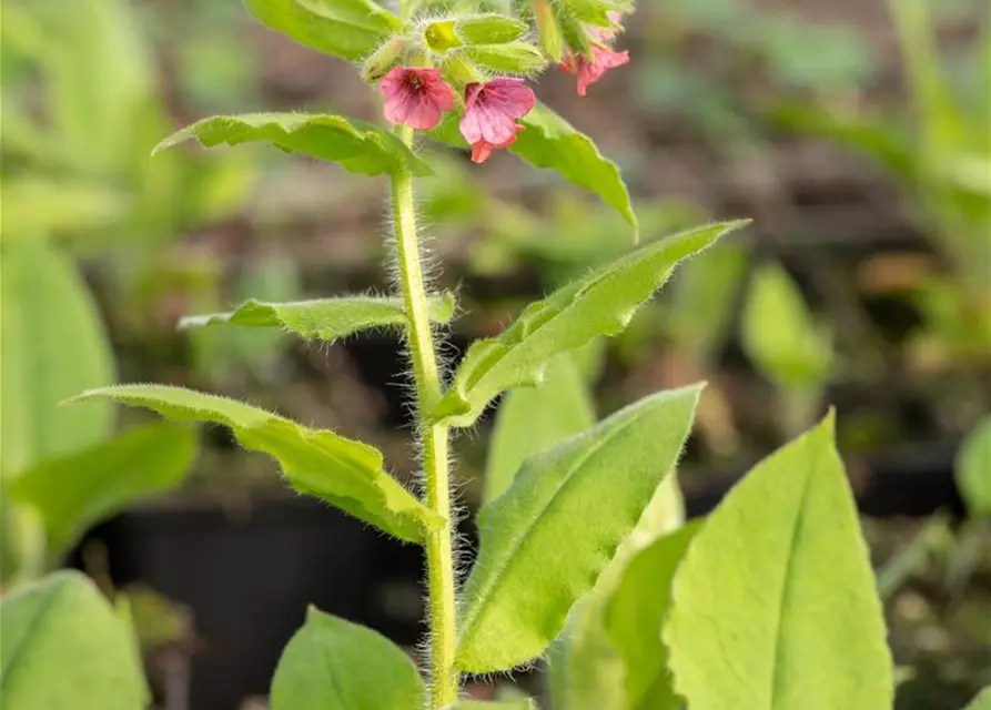 Rotblühendes Garten-Lungenkraut 'Redstart'